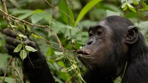Apes Ingesting the Equivalent of One Lager Each Day from Fermented Fruits, Research Finds